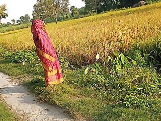 Desi paddy harvesting,..