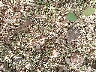 Sundar land